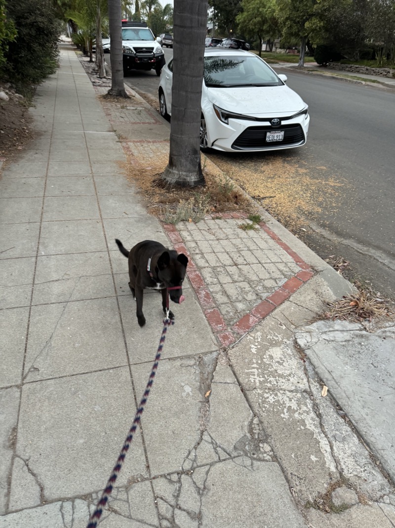 A picture of a black dog named Bowie sitting, taken on August 13 2024 at 6:17 am